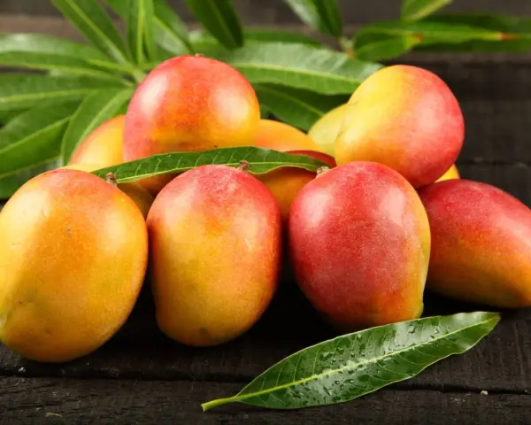 Kusza dojrzałych mango, gdzie rosną mango, na ciemnym drewnianym tle, otoczona zielonymi liśćmi.
