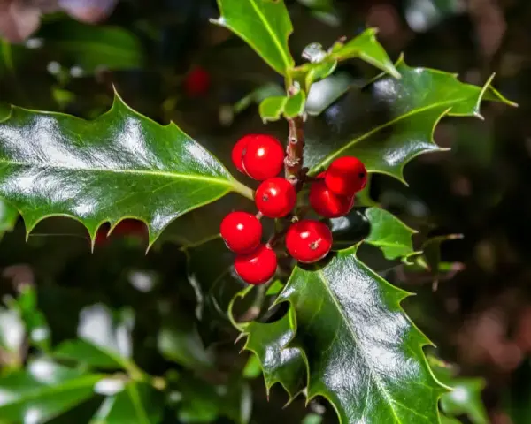 Ramitas de acebo con bayas rojas brillantes y hojas verdes dentadas, evocando la magia del acebo y el muérdago en invierno.