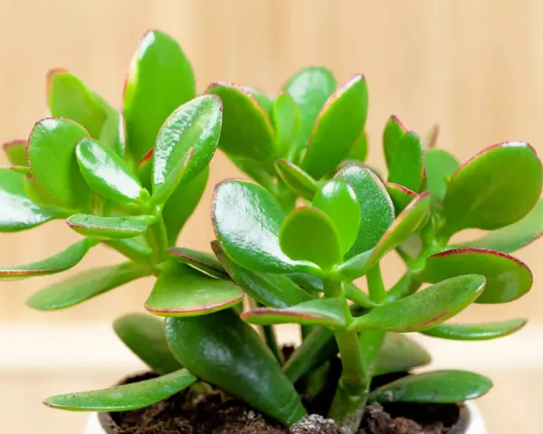 Planta de árbol de jade, conocida por su significado de buena suerte y prosperidad. Sus hojas verdes y carnosas, con bordes rojizos, brillan sobre un fondo de madera.