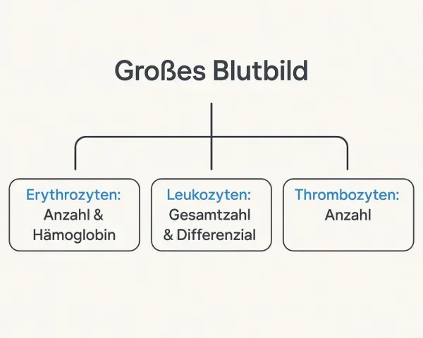 Schemat "Großes Blutbild" z podziałem na erytrocyty, leukocyty i trombocyty.