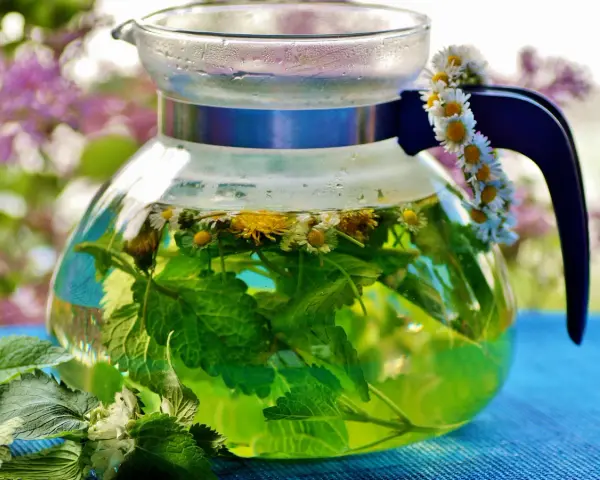 Thé vert infusé avec des fleurs de marguerite et de la menthe dans une théière en verre. Une guirlande de marguerites décore la anse. Une belle illustration de la différence entre décoction et infusion.