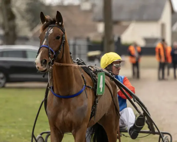 Un trotteur français, numéro 4, prêt pour la course, avec son driver en tenue de course jaune et bleue.