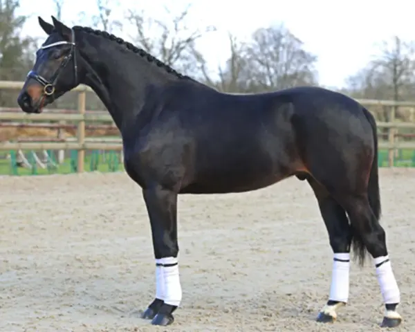 Magnifique étalon CSO noir, crinière tressée, prêt pour la compétition.
