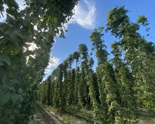 Filari di piante di luppolo in piena coltivazione, con le chiome verdi che si innalzano verso il cielo azzurro.