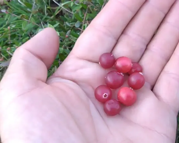 Kiedy jest sezon na żurawinę i jak go nie przegapić?