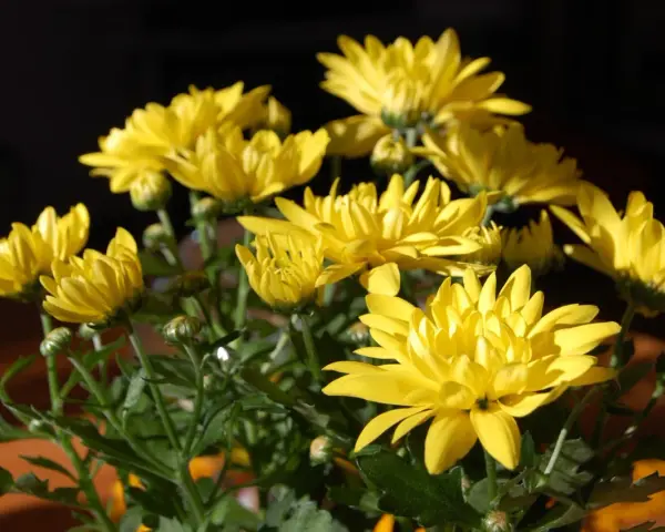 En bukett med solgula krysantemum ute, med mörk bakgrund. Blommorna lyser upp i solljuset.