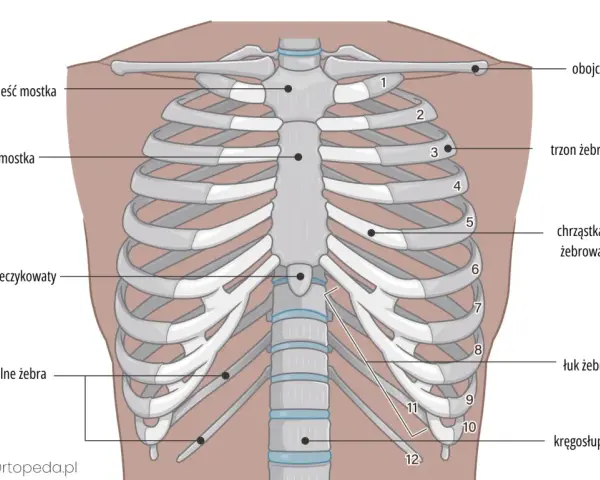 Anatomia klatki piersiowej: mostek, żebra (prawdziwe, fałszywe, wolne), chrząstki żebrowe, obojczyk i kręgosłup.