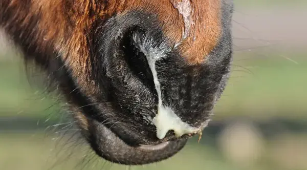 Museau d'un cheval brun avec un écoulement nasal épais et jaune, possiblement lié à la leptospirose cheval.