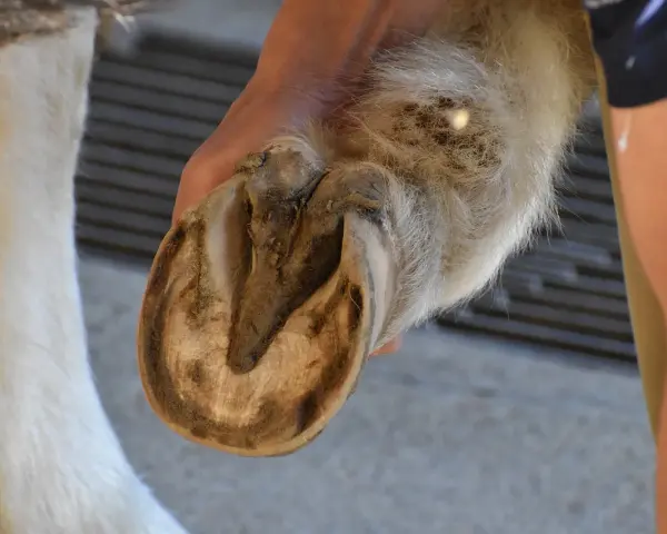 Main d'un humain tenant le sabot d'un cheval pour son entretien.