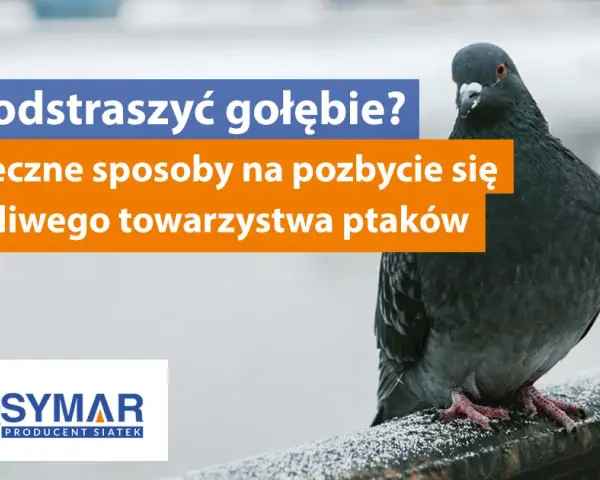 Skuteczne sposoby na odstraszenie gołębi z dachu i uniknięcie bałaganu