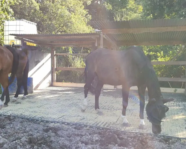 Cheval noir avec masque anti-mouches dans un paddock, un autre cheval brun à gauche.