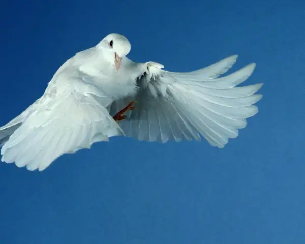 Weiße Taube fliegt vor blauem Himmel. Sie symbolisiert den Heiligen Geist und erinnert an die Bedeutung von Pfingsten.