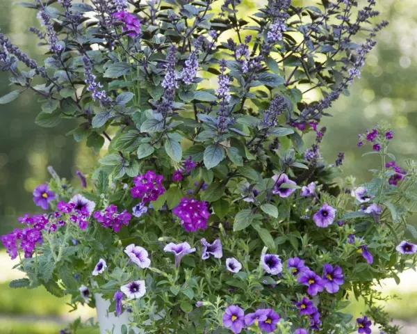En blomsterkruka fylld med lila blommor och en basilika blomma med lila blomställningar.