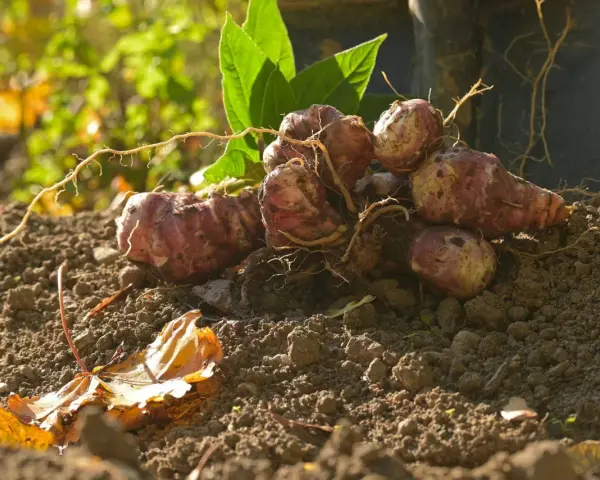 Topinambur appena raccolti, con le loro radici ancora attaccate, pronti per essere cucinati. Il momento ideale per la raccolta del topinambur è l'autunno.