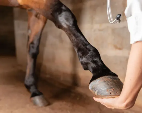 Un vétérinaire examine les tendons d'un cheval dans une écurie.