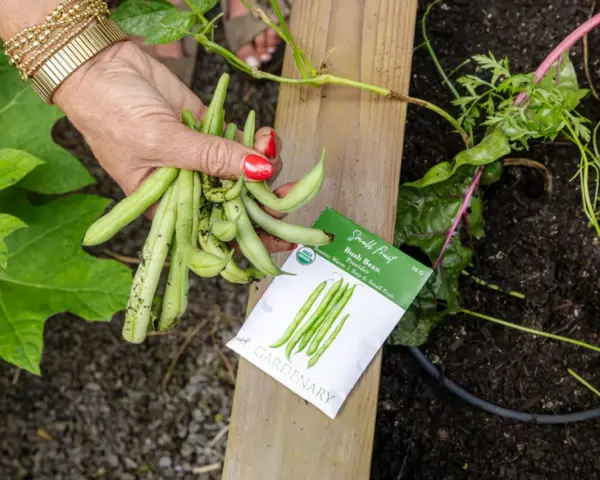 A hand holds fresh bush beans next to a seed packet. This harvest suggests bush beans do not need a trellis, unlike pole beans.