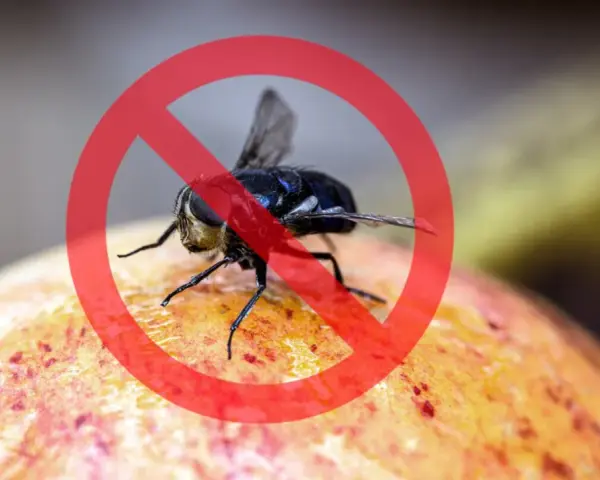 Mosca de la fruta prohibida sobre una fruta.