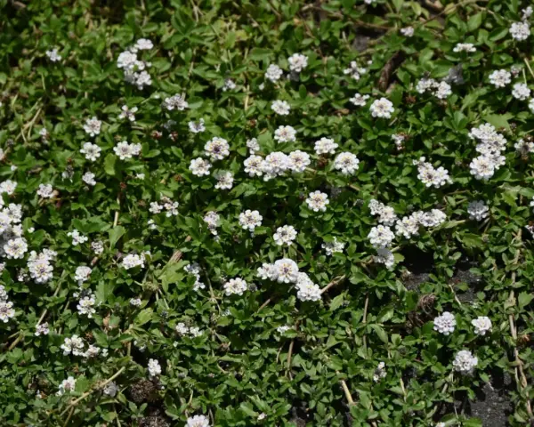 Niska, zielona roślina okrywowa z mnóstwem drobnych, białych kwiatków. Idealna zamiast trawnika do deptania, tworzy uroczy, kwitnący dywan.