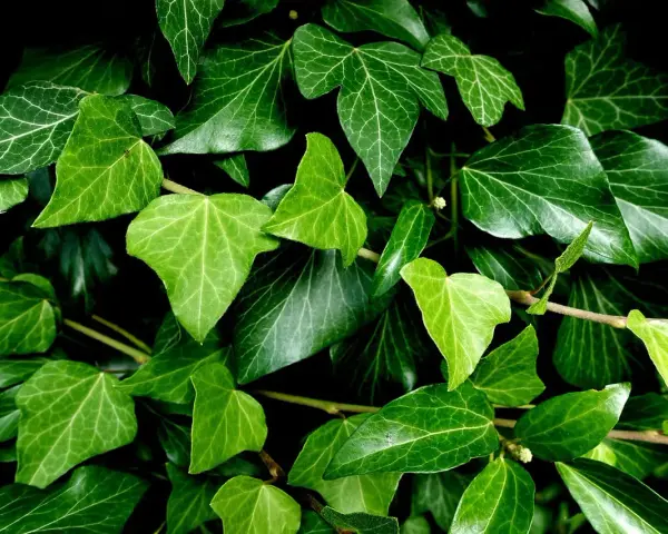 Un groviglio di foglie di edera in casa, con sfumature di verde intenso e venature evidenti.
