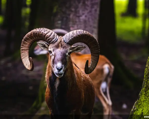 Un majestueux mouflon pyrénéen, avec ses cornes impressionnantes, se tient fièrement dans une forêt sombre.