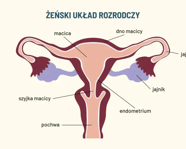 Schemat żeńskiego układu rozrodczego. Widoczna macica, jajowody, jajniki, szyjka macicy, endometrium i pochwa, która pełni kluczową funkcję w rozrodczości.