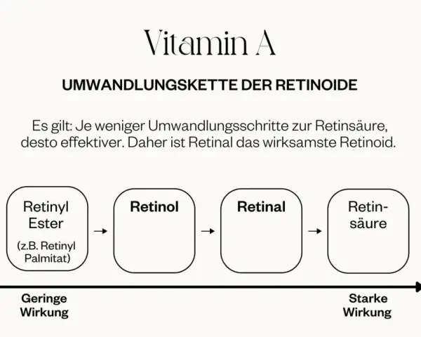 Umwandlungskette von Vitamin A: Retinyl Palmitat (geringe Wirkung) wandelt sich in Retinol, dann Retinal und schließlich Retinsäure (starke Wirkung) um.