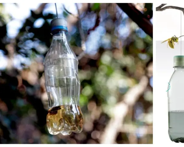 Trampas caseras para avispas con vinagre, hechas con botellas de plástico, cuelgan de ramas.