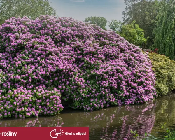 Majestatyczny rododendron w pełnym rozkwicie, kiedy kwitną rododendrony, tworzy fioletową falę nad wodą.