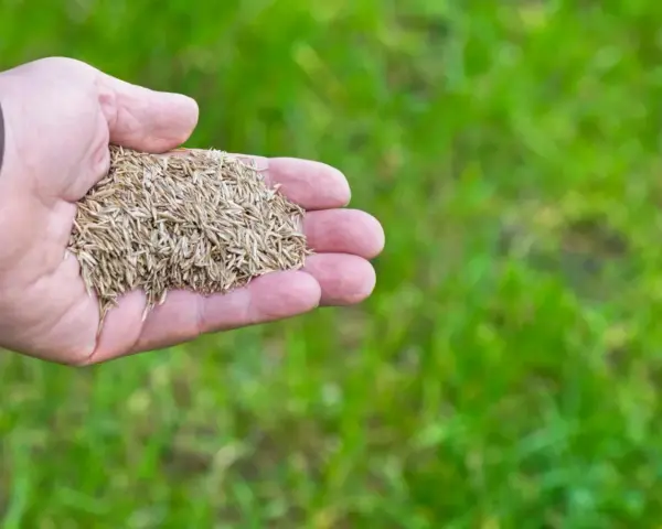 Dłoń trzyma nasiona do dosiewania trawy. Wkrótce będzie zielono!