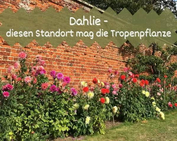 Bunte Dahlien blühen vor einer Ziegelmauer. Dieser Standort mag die Tropenpflanze, die sich hier prächtig entwickelt.