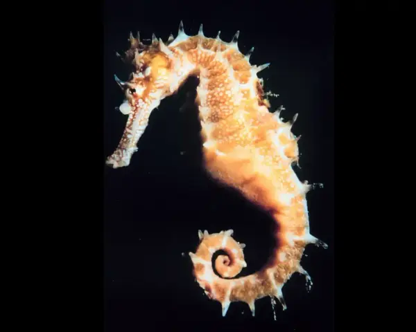 Un elegante caballito de mar, con su cola en espiral, nada en la oscuridad.