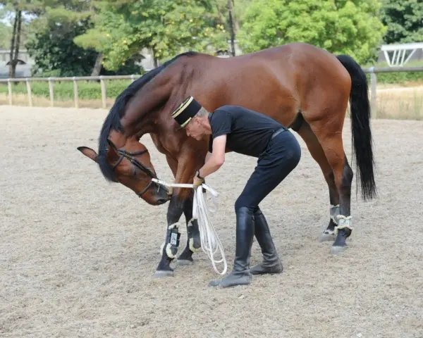 Un homme en tenue d'équitation ajuste les rênes d'un cheval bai, préparant son entraînement de chevaux de course.