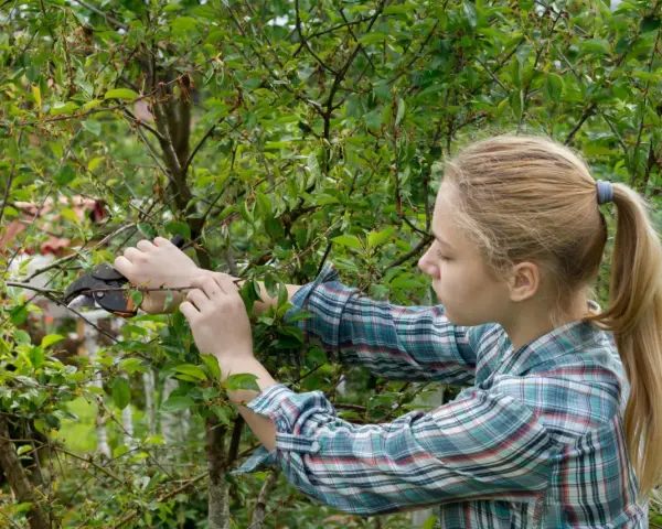 Dziewczyna z blond kucykiem przycina gałązki drzewa, ucząc się, jak przycinać czereśnie.