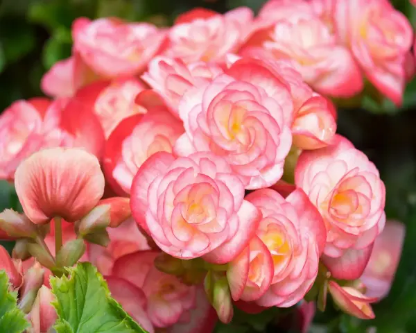 Kaskada różowych i łososiowych kwiatów begonia bulwiasta, z delikatnymi płatkami ułożonymi w spiralne wzory.