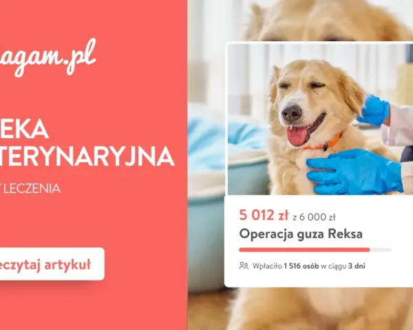 Pomagam.pl: Opieka weterynaryjna i koszty leczenia. Dowiedz się, ile kosztuje behawiorysta dla psa i jak pomóc.