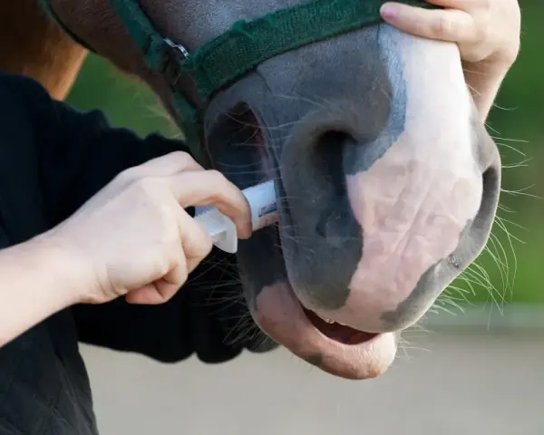 Une main administre un médicament à un cheval par la bouche. Le cheval porte un licol vert.