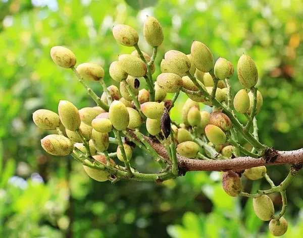 W jakim kraju rosną pistacje? Podróż śladami zielonych orzechów