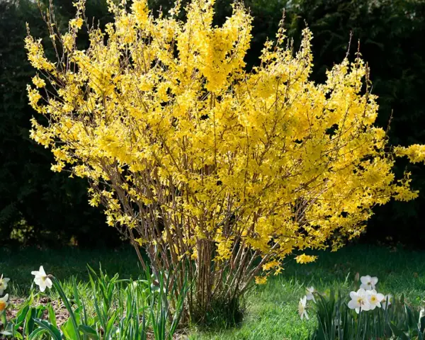 En frodig buske med lysande gula blommor, en tidig vårhälsning i trädgården.