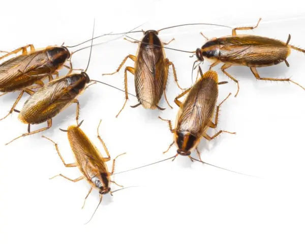 Grupo de cucaracha alemana cría, con sus antenas largas y cuerpos marrones, sobre fondo blanco.