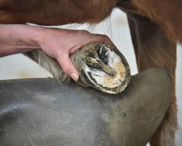 Main d'un maréchal-ferrant examinant un sabot de cheval, peut-être pour une crise de fourbure. Le sabot est sale et montre des signes d'inflammation.