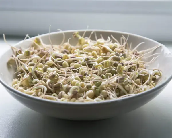 Una ciotola piena di germogli di soia freschi e croccanti, pronti per insalate o piatti saltati in padella.