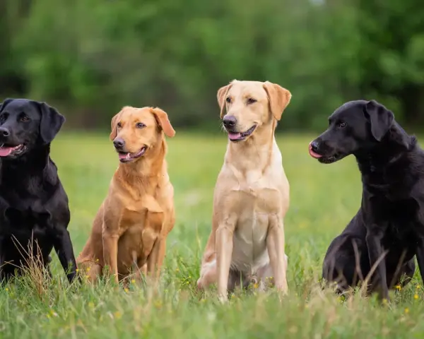 Labrador czy golden retriever - który pies lepiej pasuje do rodziny?