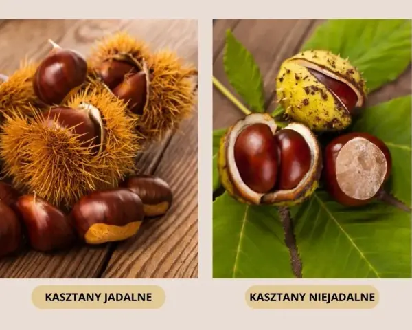 Czy pies może jeść kasztany? Dowiedz się, co może mu grozić