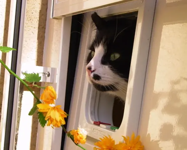 Schwarz-weiße Katze mit grünen Augen schaut neugierig durch eine Katzenklappe. Sie scheint die Freiheit der "katzen mietwohnung" zu genießen.
