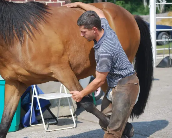 Un ostéopathe équin ajuste la patte d'un cheval brun, assurant son bien-être.