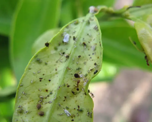 Un'infestazione di afidi limone su una foglia verde. Si vedono insetti di varie dimensioni, alcuni bianchi e altri verdi, e una formica.
