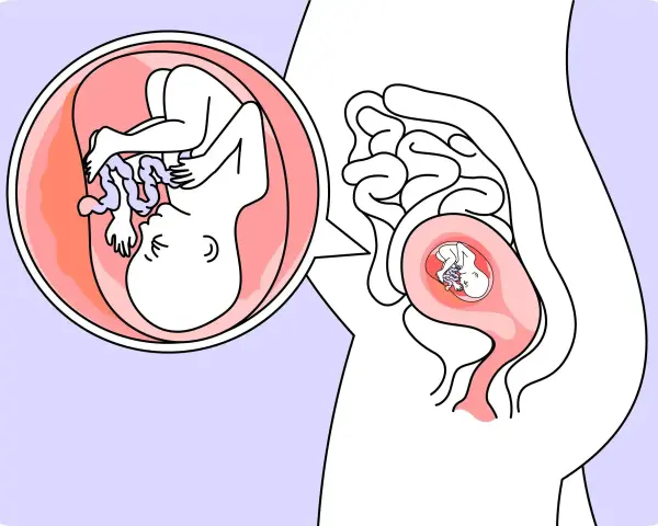 Ein Baby in der 18. SSW wächst im Mutterleib. Die vergrößerte Ansicht zeigt die detaillierte Entwicklung des Fötus.
