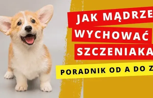 Jak wychować szczeniaka? Poradnik krok po kroku i kluczowe komendy