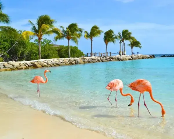 Aruba wakacje: flamingi brodzą w turkusowej wodzie przy plaży z palmami. Idealne miejsce na relaks.