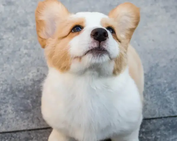 Uroczy szczeniak corgi z wielkimi uszami patrzy w górę, jakby czekał na coś pysznego. Już widać, jaki będzie wspaniały, kiedy pies jest dorosły.
